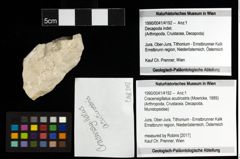 Foto (Objekt + Etiketten) von Cracensigillatus acutirostris (Moericke, 1889) 